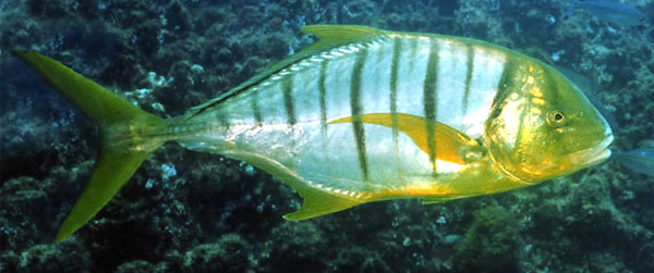 zu