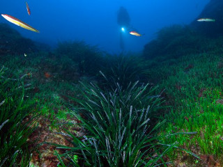 caulerpa vs. posidonia