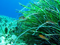 posidonia