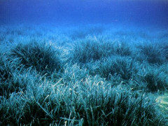 posidonia3