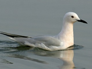 tankokljuni galeb