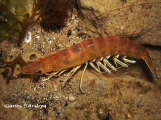 Penaeus kerathurus