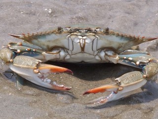 medium