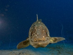 Latimeria-menadoensis