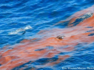 Marine Photobank Wooten 850