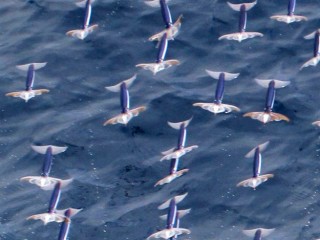 lignje 10022013 AFP625