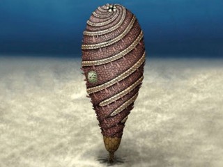 Helicocystis-moroccoensis-720x513