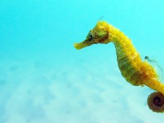 Black Sea fauna Seahorse