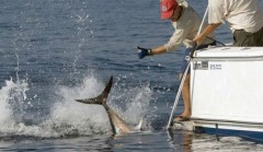 big-game-fishing