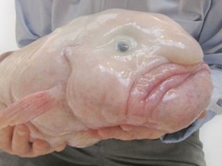 blob
