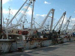 ancona