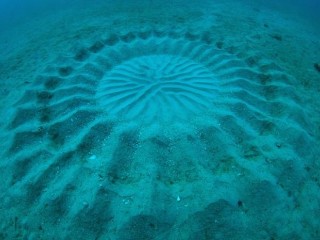 underwater-mystery-circle-2-580x414