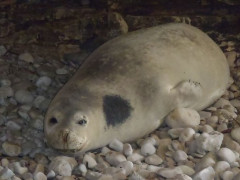 Sredozemna