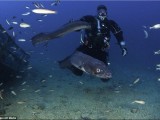 conger conger