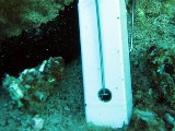 C2