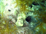 U1