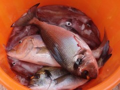 Podlanice su posebno aktivne u jesen