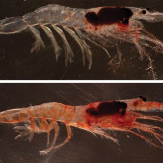 clankovita
