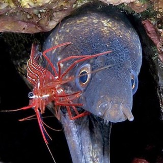 Lysmata seticaudata