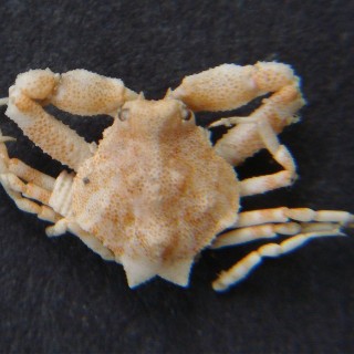 zrnasta