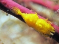 Balssia gasti