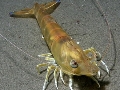 Melicertus kerathurus