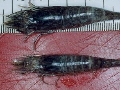 Pontophilus spinosus