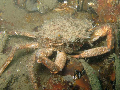Maja crispata