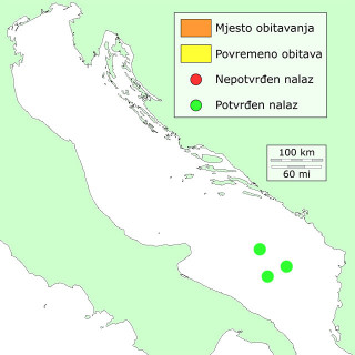 vilicasta-distribucija