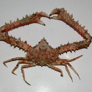 dugokljesto
