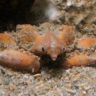 parthenope massena