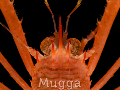 Munida tenuimana