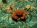 Bathynectes longipes