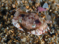 Liocarcinus zariquieyi