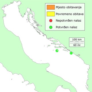 ridoglavi-dist