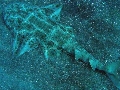 Squatina squatina
