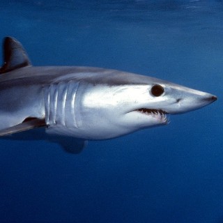 mako