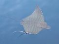 Pteromylaeus bovinus