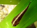 Opeatogenys gracilis