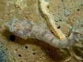 Apletodon incognitus 