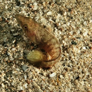 candollei