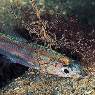 srebrnica