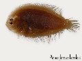 Arnoglossus kessleri