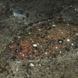 pataraca