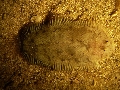 Buglossidium luteum