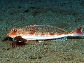 Aspitrigla obscura