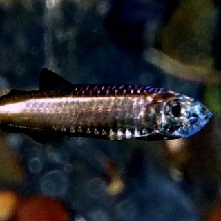plosac