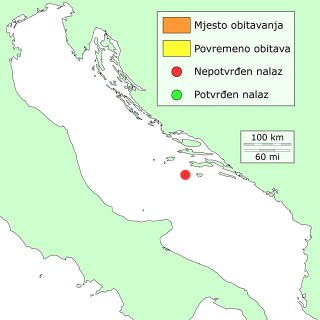 murina-distribucija