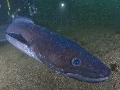 Conger conger