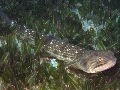 Saurida undosquamis